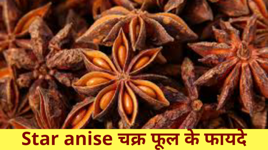 Star Anise in Hindi: चक्र फूल के उपयोग, फायदे, नाम एवं पूरी जानकारी